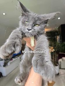 Gigantic Maine Coons S-A-L-E - Photo 3