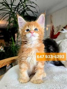 Gigantic Maine Coons S-A-L-E - Photo 6