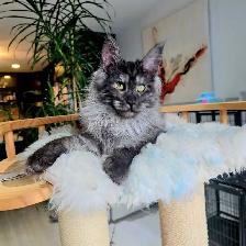 Gigantic Maine Coons S-A-L-E - Photo 8
