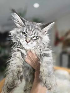 Gigantic Maine Coons S-A-L-E - Photo 9