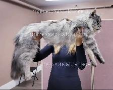 Gigantic Maine Coons S-A-L-E - Photo 10