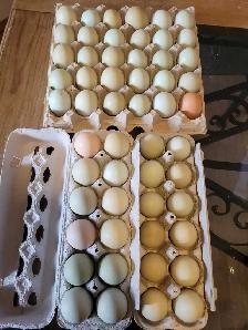 Farm Fresh Butt Nuggets