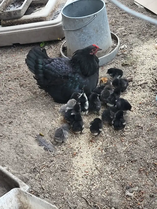 Barnyard Chicks