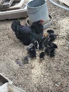 Barnyard Chicks