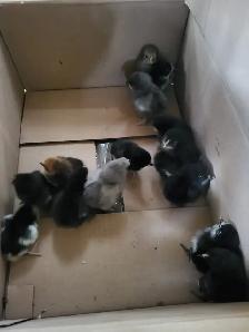 Barnyard Chicks - Photo 2
