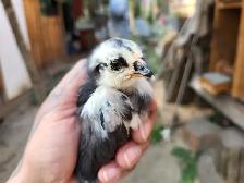 Barnyard Chicks - Photo 3