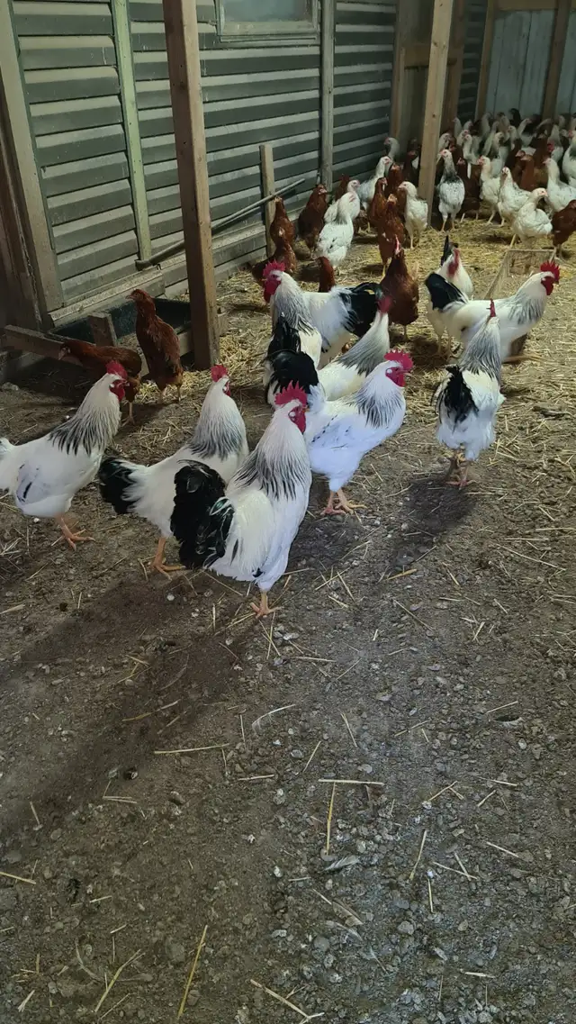 rooster for sale