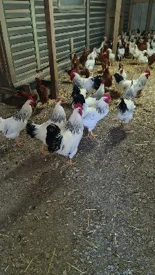 rooster for sale