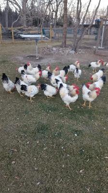 rooster for sale - Photo 2