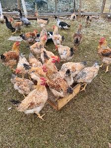 rooster for sale