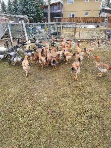 rooster for sale - Photo 2