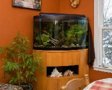 Aqueon Corner Aquarium 55 Gallon