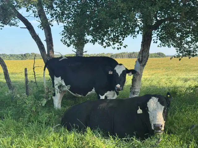 Holstein Cow