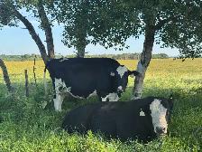 Holstein Cow