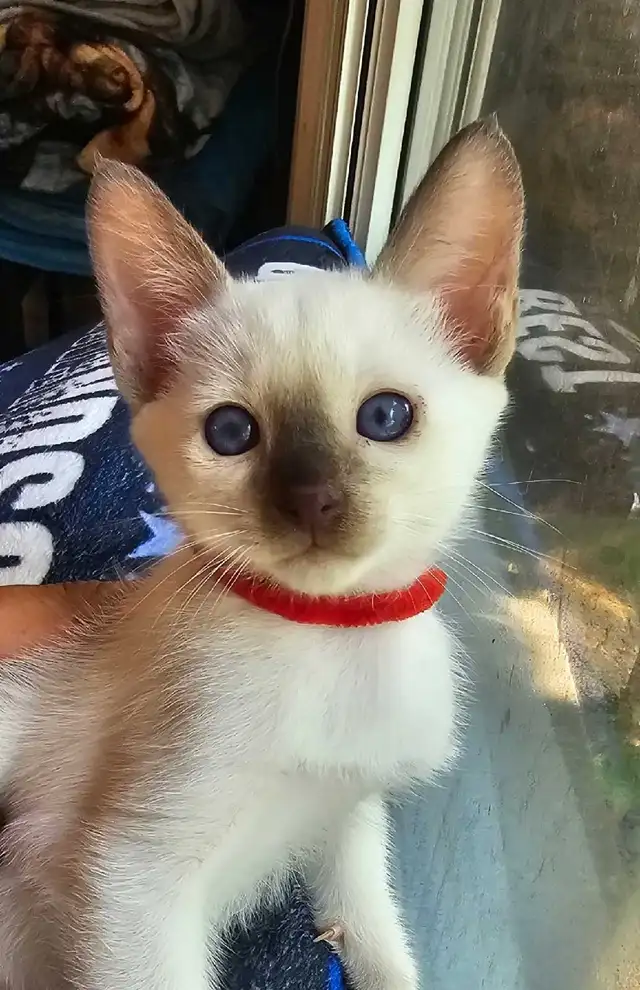 Chocolate Point Siamese Kitten