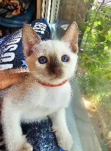 Chocolate Point Siamese Kitten - Photo 2