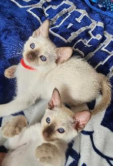 Chocolate Point Siamese Kitten - Photo 3