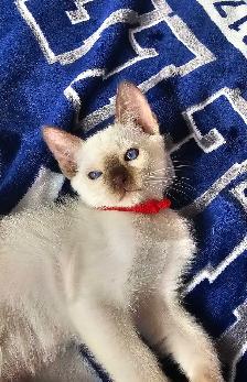 Chocolate Point Siamese Kitten - Photo 4