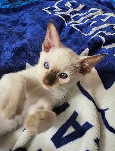 Chocolate Point Siamese Kitten - Photo 5