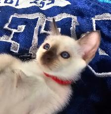 Chocolate Point Siamese Kitten - Photo 6