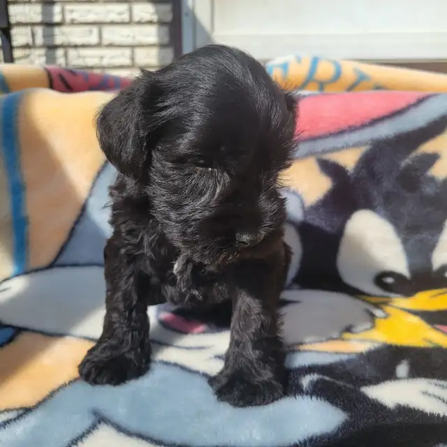 Miniature Schnauzer puppies for sale