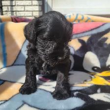Miniature Schnauzer puppies for sale