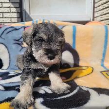 Miniature Schnauzer puppies for sale - Photo 2