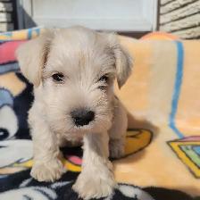 Miniature Schnauzer puppies for sale - Photo 3