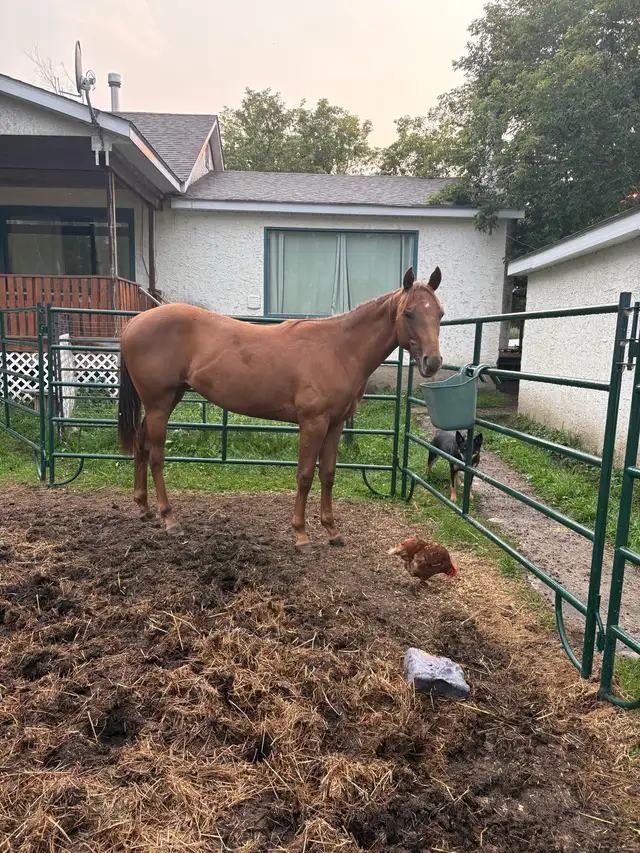 beautiful yearling QH filly, as sweet as they come