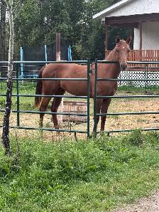 beautiful yearling QH filly, as sweet as they come - Photo 2