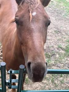 beautiful yearling QH filly, as sweet as they come - Photo 3