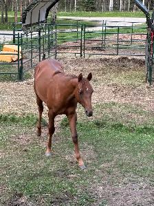beautiful yearling QH filly, as sweet as they come - Photo 4