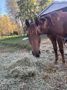 beautiful yearling QH filly, as sweet as they come - Photo 5