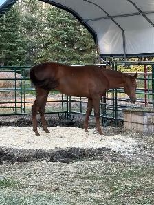 beautiful yearling QH filly, as sweet as they come - Photo 6