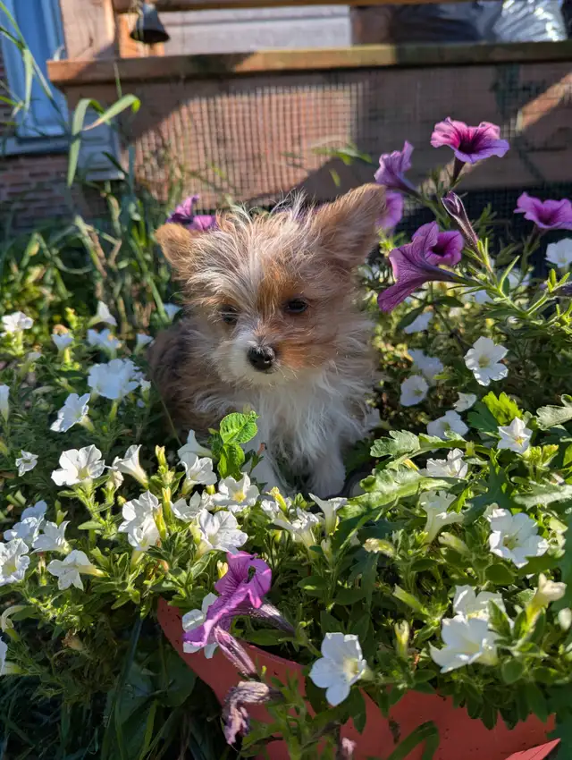 Chiot mâle yorkshire terrier