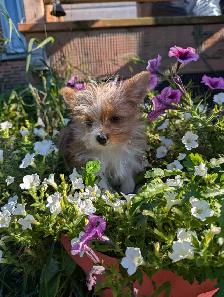 Chiot mâle yorkshire terrier
