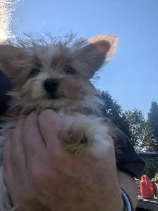 Chiot mâle yorkshire terrier - Photo 2