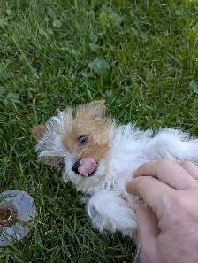 Chiot mâle yorkshire terrier - Photo 3