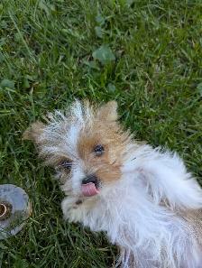 Chiot mâle yorkshire terrier - Photo 4
