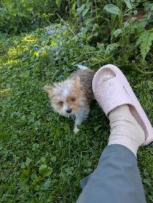 Chiot mâle yorkshire terrier - Photo 5