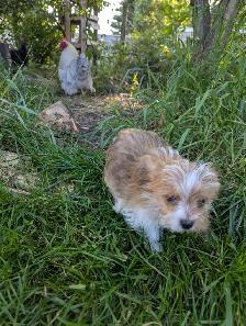 Chiot mâle yorkshire terrier - Photo 6