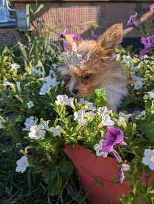 Chiot mâle yorkshire terrier - Photo 7