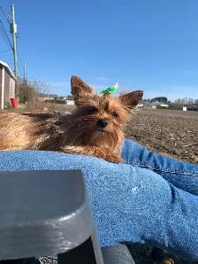 Chiot mâle yorkshire terrier - Photo 8