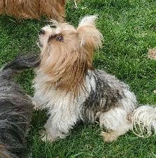Chiot mâle yorkshire terrier - Photo 9