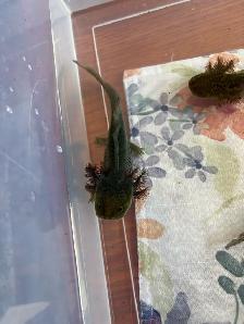 axolotl’s Ready for new homes