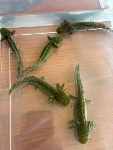axolotl’s Ready for new homes - Photo 2