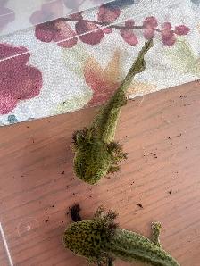 axolotl’s Ready for new homes - Photo 3