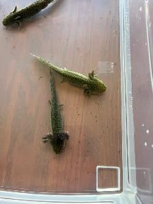axolotl’s Ready for new homes - Photo 4