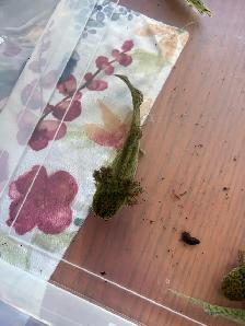 axolotl’s Ready for new homes - Photo 5