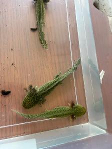 axolotl’s Ready for new homes - Photo 6